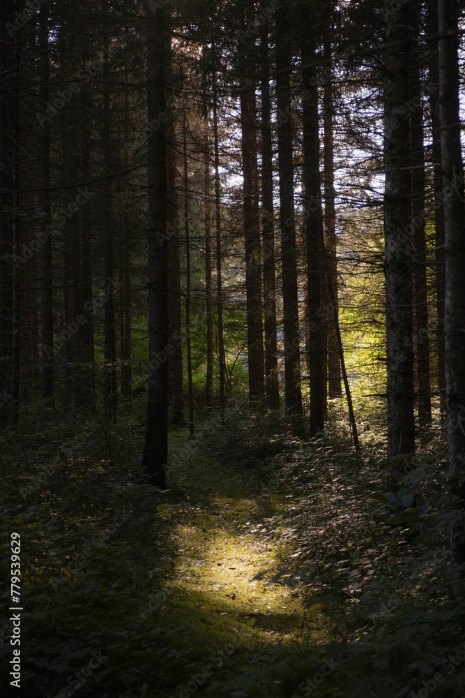 Scenic vertical shot of a dark mystic forest with tall evergreen trees during springtime