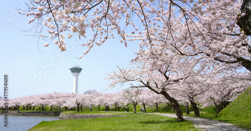 Panoramic Scenic view of Goryokaku Tower with Cherry blossom blooming at Hakodate City, Hokkaido, Japan.