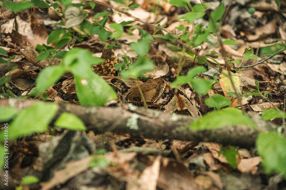 Timber rattlesnake (crotalus horridus) is seen deep in a forest of the southeastern united states Timber rattlesnake (crotalus horridus) is seen deep in a forest of the southeastern united states