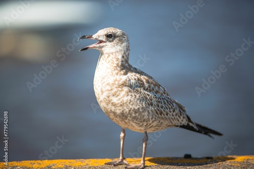 Macro of a seagull on a sunny day over a blurry background © Wirestock