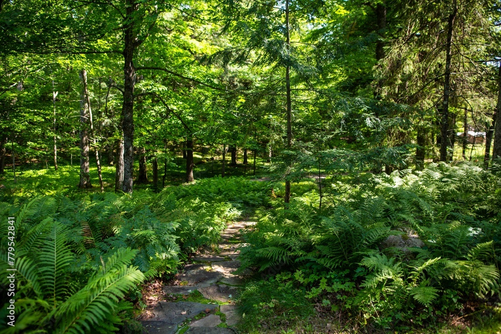 Scenic view of a forest with rich vegetation and a trail with sunlight shining from the trees Scenic view of a forest with rich vegetation and a trail with sunlight shining from the trees