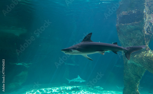 The image shows a blacktip reef shark.