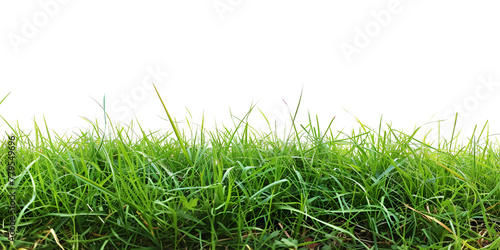 Fresh Green Grass Isolated on White Background