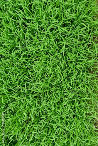 Vertical shot of grass lawn