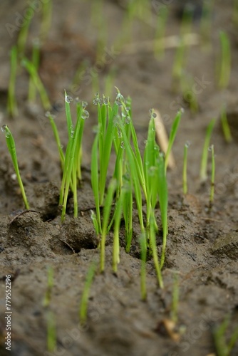 Vertical shot of dewdrops on green sprouts in the soil