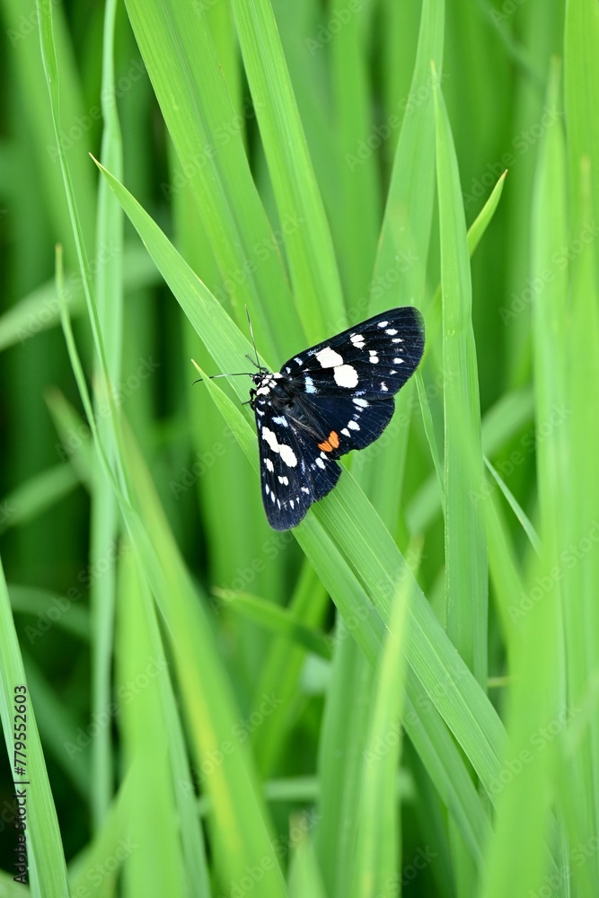 Vertical shot of a day-flying moth perched on green grass Vertical shot of a day-flying moth perched on green grass