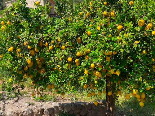 Lemon tree in fruit garden, Soller tradiotional fruit gardens
