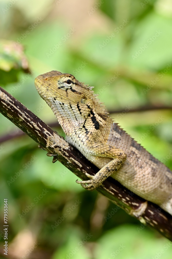 Vertical closeup of a oriental garden lizard (Calotes versicolor) perched on a branch of a tree Vertical closeup of a oriental garden lizard (Calotes versicolor) perched on a branch of a tree
