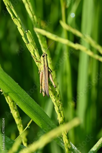 Selective focus shot of grasshopper on green plant