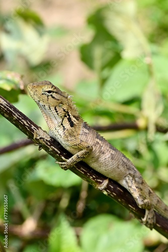 Lizard on a branch in the wild