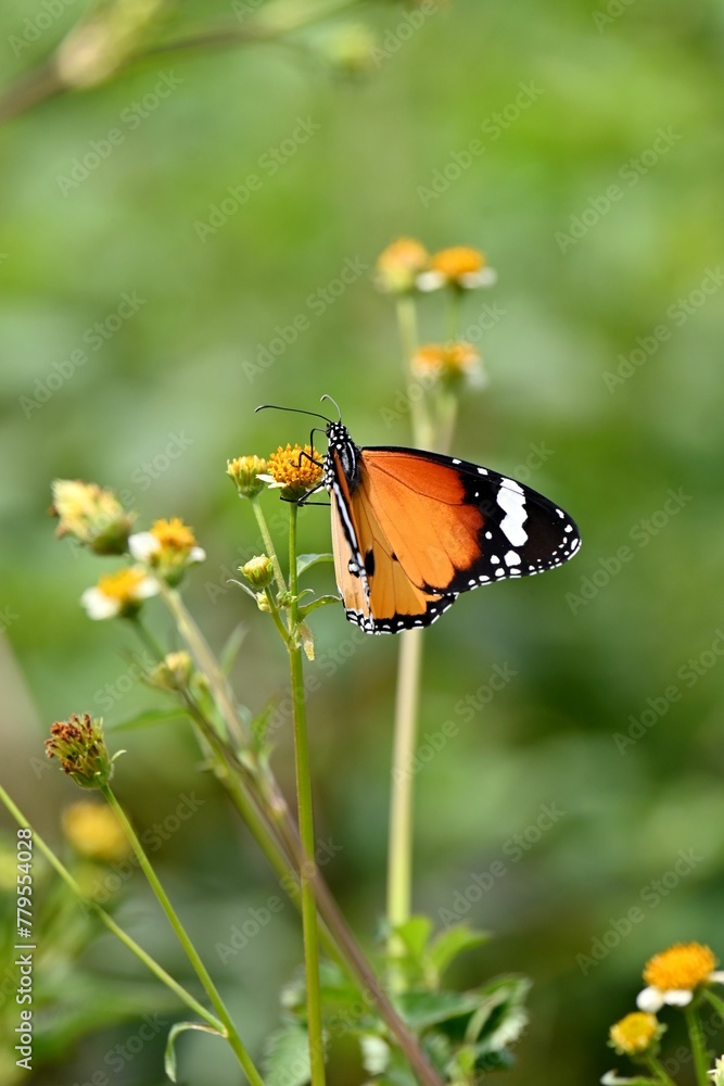 Vertical shot of a Plain Tiger butterfly pollinating a little chamomile Vertical shot of a Plain Tiger butterfly pollinating a little chamomile