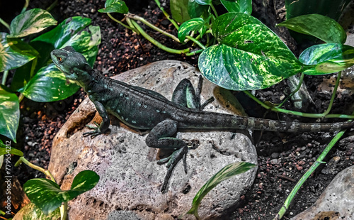 Young green basilisk on the stone. Latin name - Basilicus plumifrons