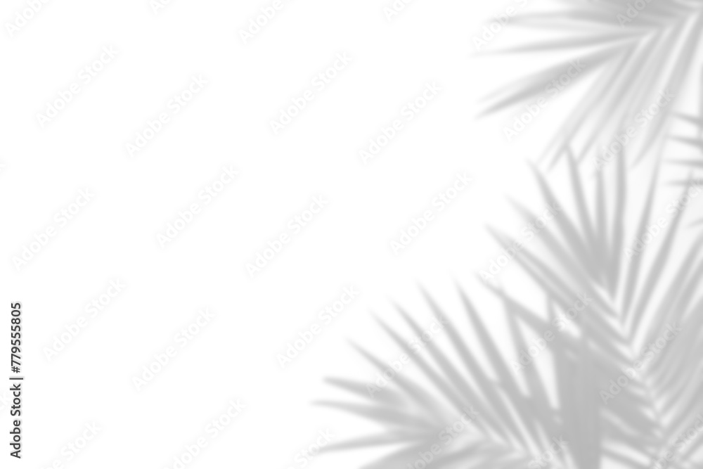 tropical leaves shadow overlay effect transparent background, palm leaf shadows 3d rendering png file