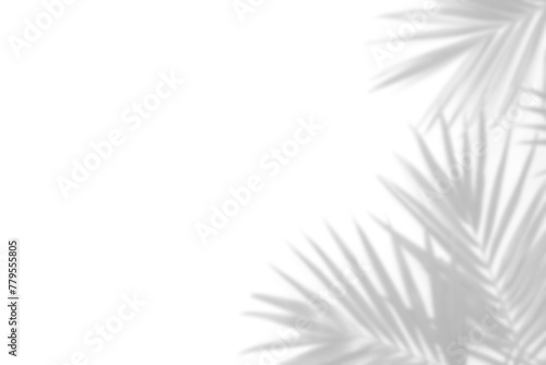 Obraz na płótnie tropical leaves shadow overlay effect transparent background, palm leaf shadows 3d rendering png file w salonie