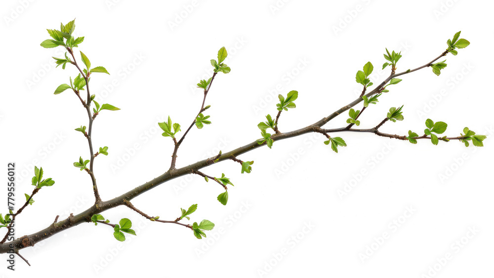 tree branch with green leaves on transparent or white background isolated object png file