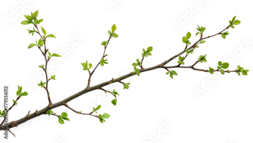 tree branch with green leaves on transparent or white background isolated object png file