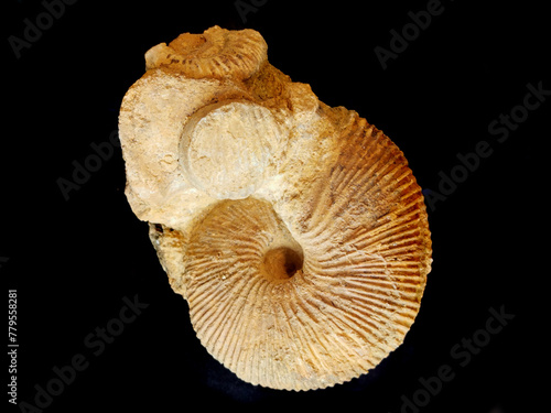 ammonite fossil isolated
