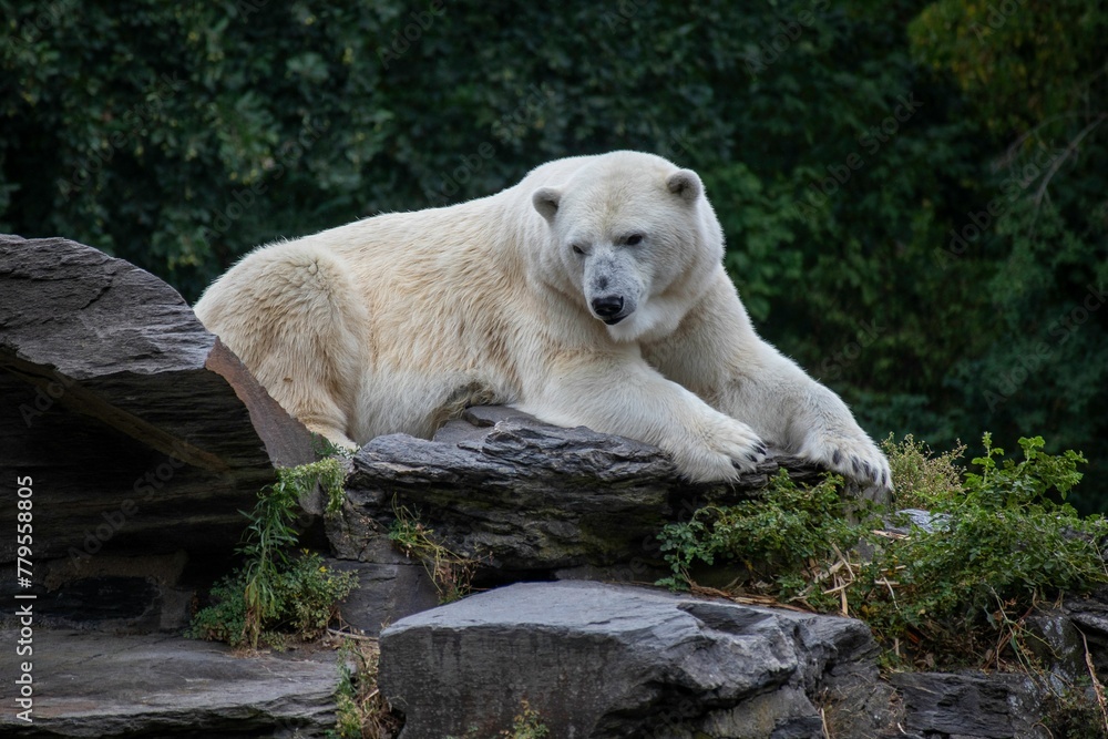 Fototapeta premium Polar bear lying on the rocks in the zoo