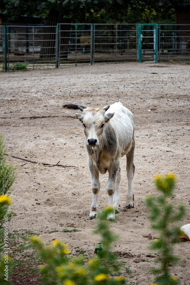 Fototapeta premium White bull inside the fence