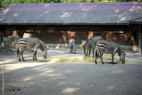 Herd of zebras eating grasses inside the fence