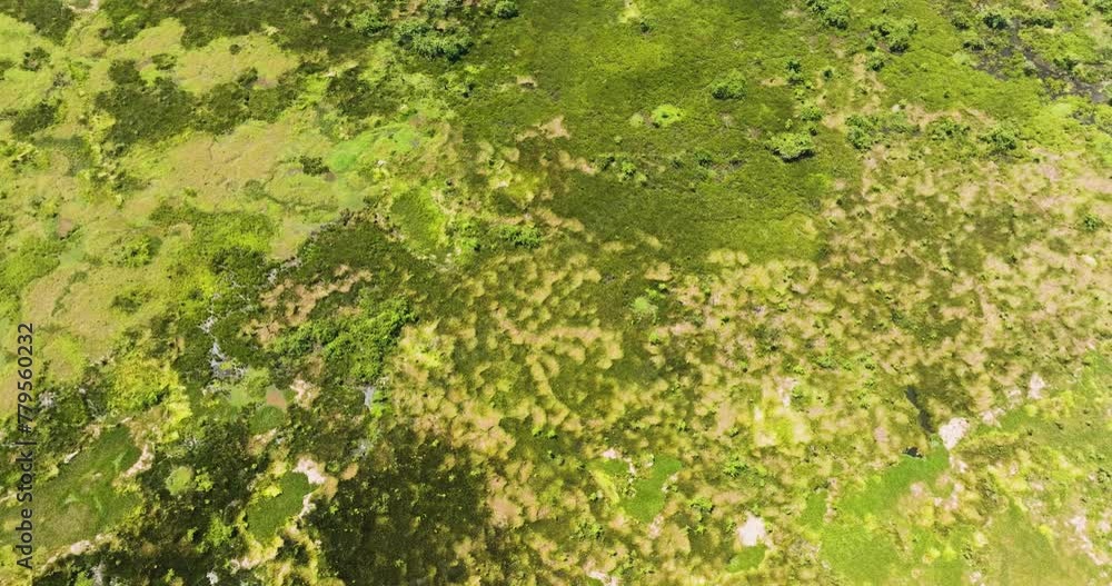Aerial survey of wetlands with swampforest and vegetation in Agusan Marsh. Mindanao, Philippines. Aerial survey of wetlands with swampforest and vegetation in Agusan Marsh. Mindanao, Philippines.