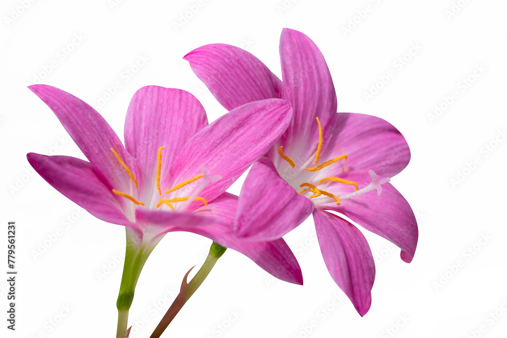 Fototapeta premium Isolated Fairy Lily blooming with soft petals 