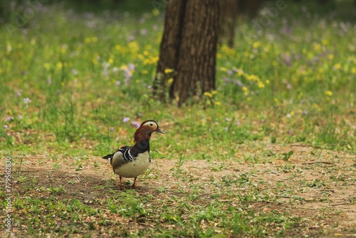 Closeup shot of a mandarin duck wandering around the park photo