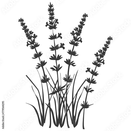 Silhouette lavender flower black color only