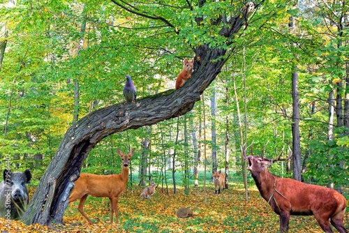 Forest full of animals © Janusz