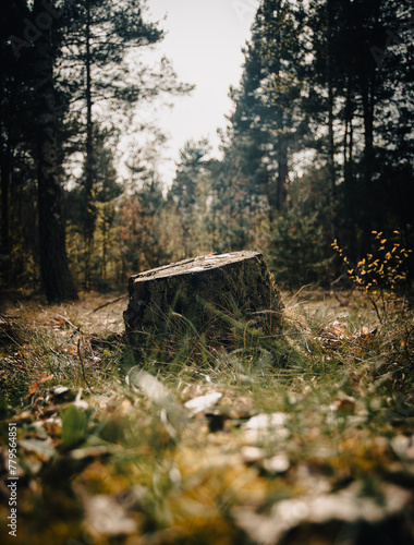 pień na leśnej polanie  © filip