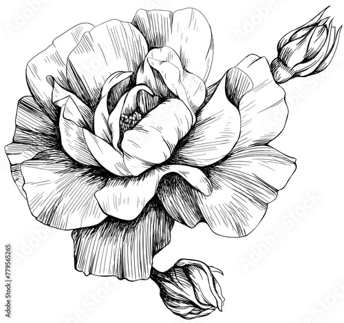 Rose floral botanical flower. Wild spring leaf wildflower isolated. Black and white engraved ink art. Isolated rose illustration element on white background hand drawn.