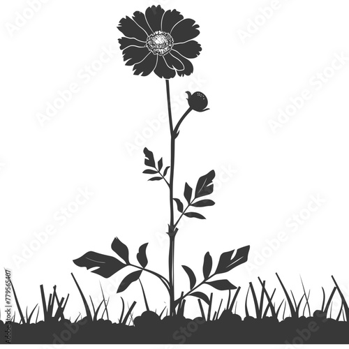 Silhouette marigold flower in the ground black color only