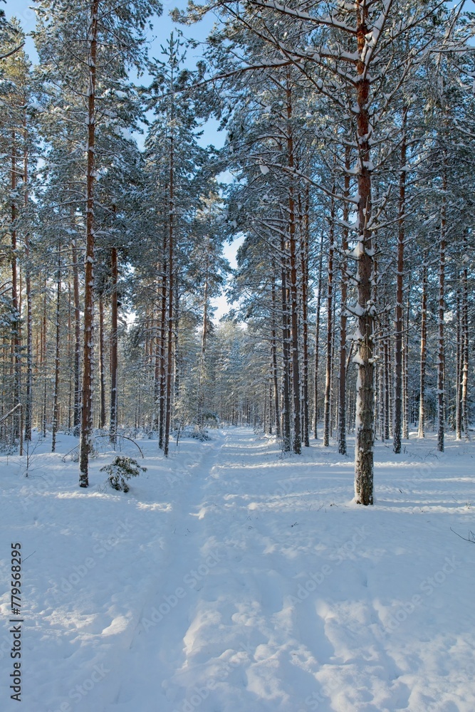 Walking trail in forest with snow on the ground in winter, Räyskälä, Finland.