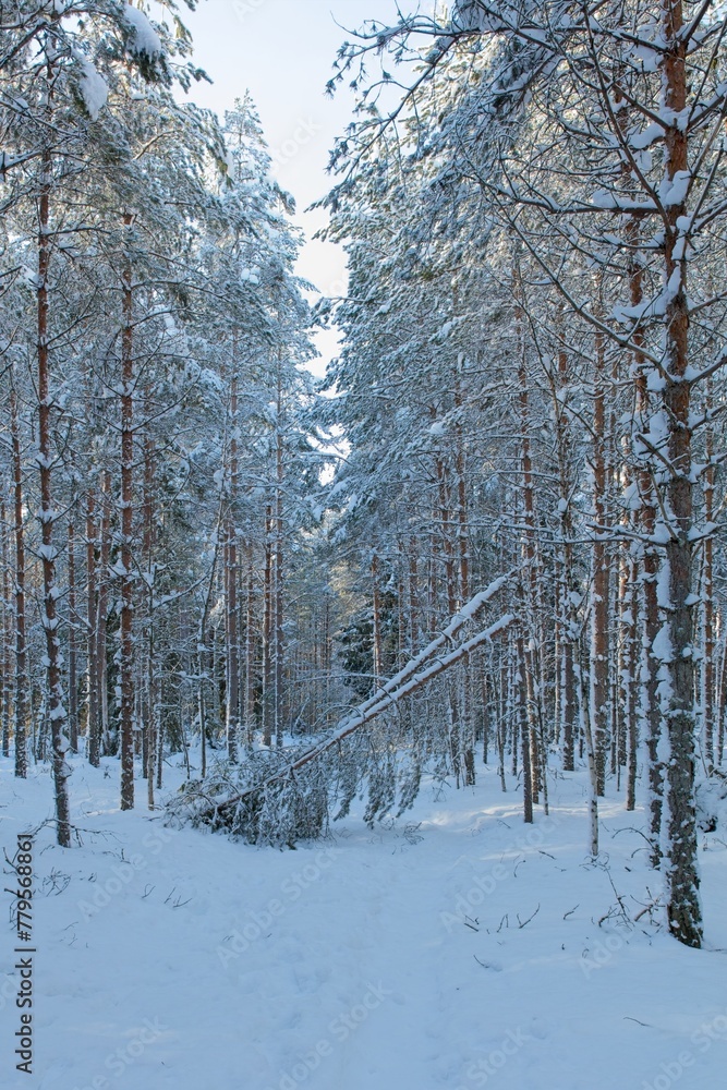 Fototapeta premium Walking trail in forest with snow on the ground in winter, Räyskälä, Finland.
