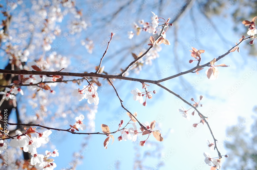 blossom sakura in japan close up blossom sakura in japan close up