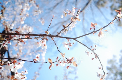 blossom sakura in japan close up