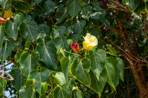 Two flowers of different colors, yellow and red, grow on a tree among green leaves. Common thespesia (Thespesia populnea). photo