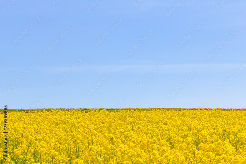 Obraz premium [知多郡]観光農園 花ひろばの菜の花畑