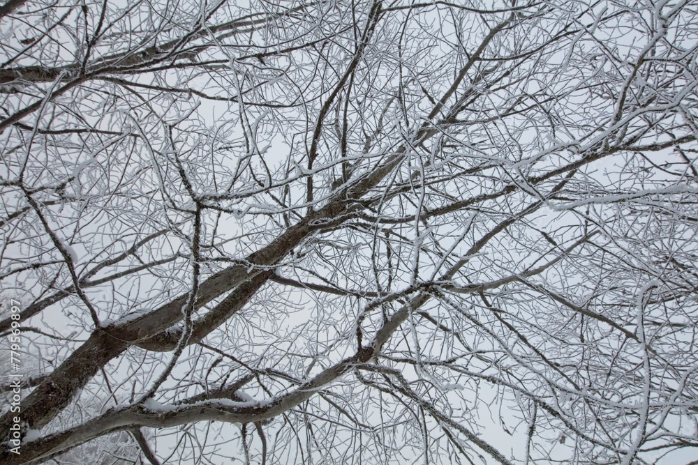 Leafless branches of trees against cloudy sky in winter. Leafless branches of trees against cloudy sky in winter.