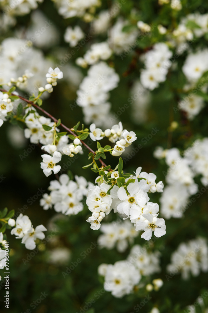 exochorda blooms vigorously in spring close-up. The first spring flowers, spring mood. exochorda blooms vigorously in spring close-up. The first spring flowers, spring mood.
