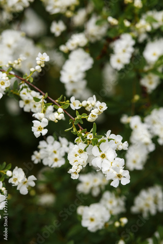 exochorda blooms vigorously in spring close-up. The first spring flowers, spring mood.