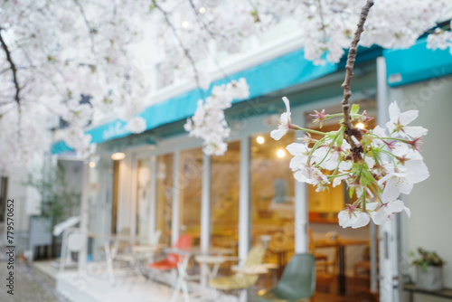 おしゃれなカフェが多い兵庫県芦屋市の茶屋この町、桜の咲く頃