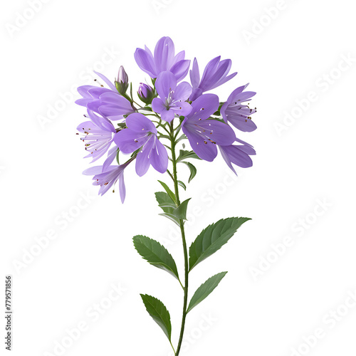 Lavender Flower in PNG format with transparent background