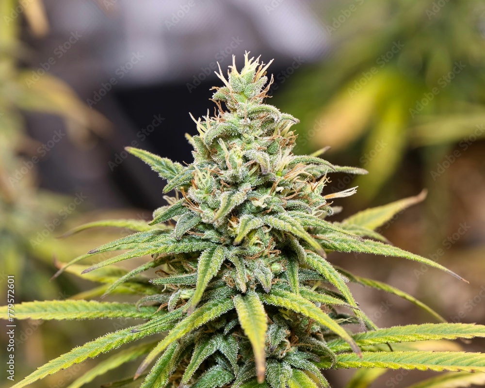 Closeup of a green medical Marijuana, Cannabis plant on a blurred background Closeup of a green medical Marijuana, Cannabis plant on a blurred background