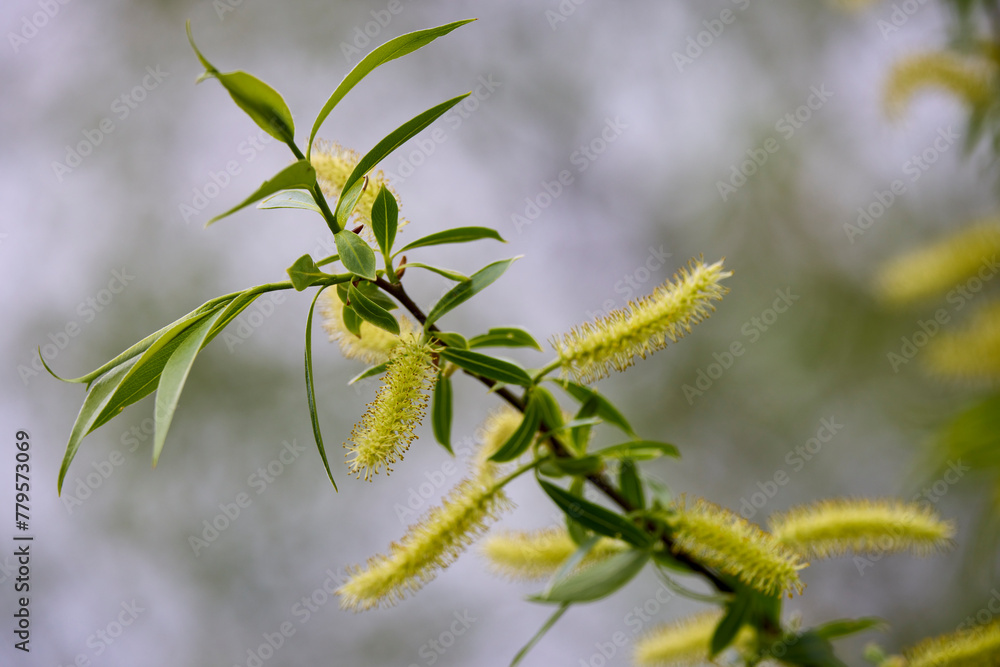 close-up image of poplar buds, spring season. close-up image of poplar buds, spring season.