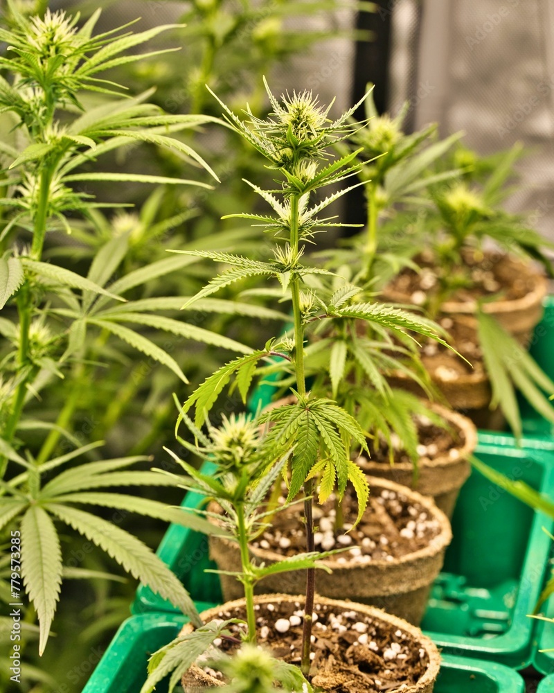 Obraz premium Vertical shot of cannabis plants in pots.