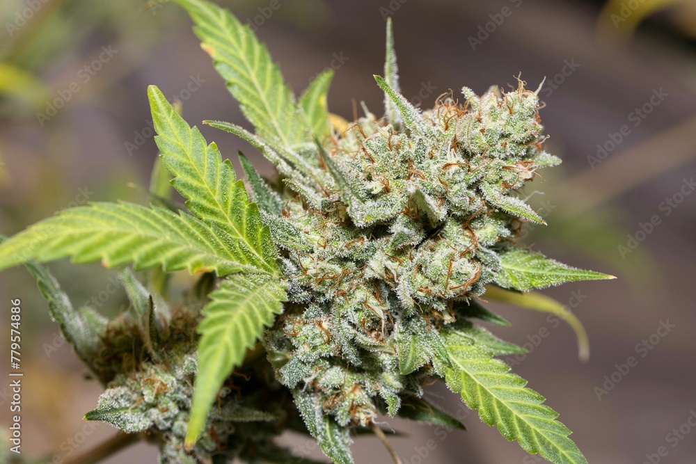 Close-up shot of green marijuana plant on a blurred background Close-up shot of green marijuana plant on a blurred background
