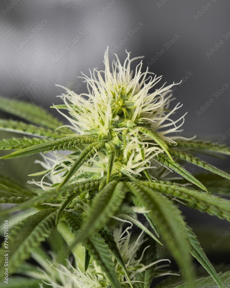 Close-up shot of green marijuana plant on a blurred background Close-up shot of green marijuana plant on a blurred background