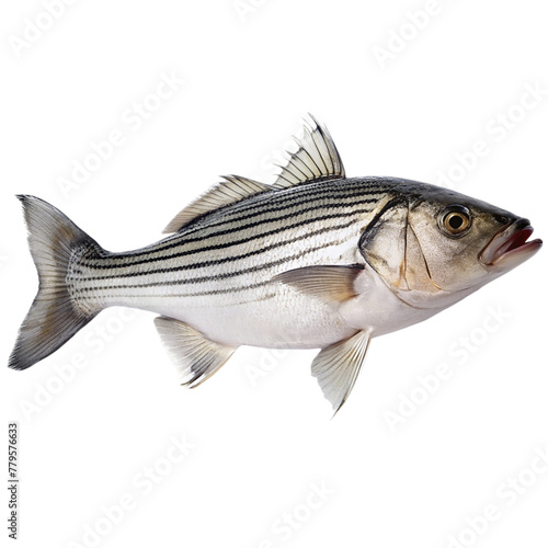 Fresh sea bass fish isolated on transparent background. Fish with clipping path.