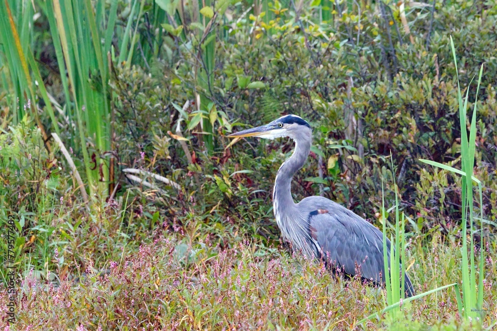 Fototapeta premium Great blue heron walking among green plants looking for food with blur background on a sunny day